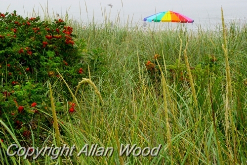 Foggy Beach Day SC2803.jpg